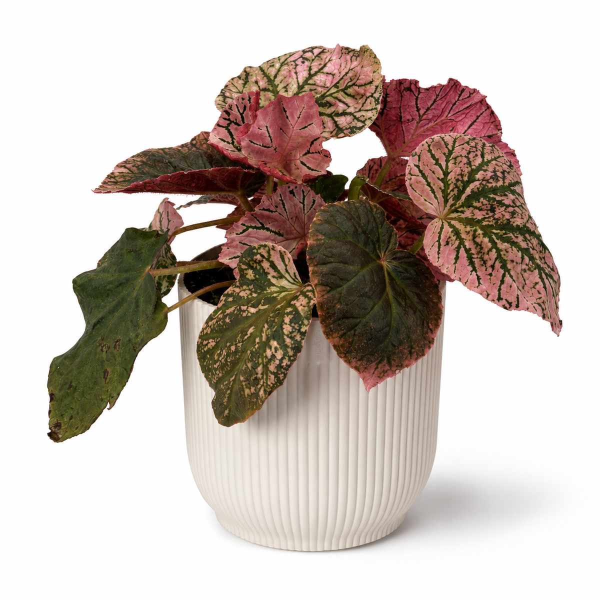 Begonia Midnight Sun 14cm Pot Size Houseplant