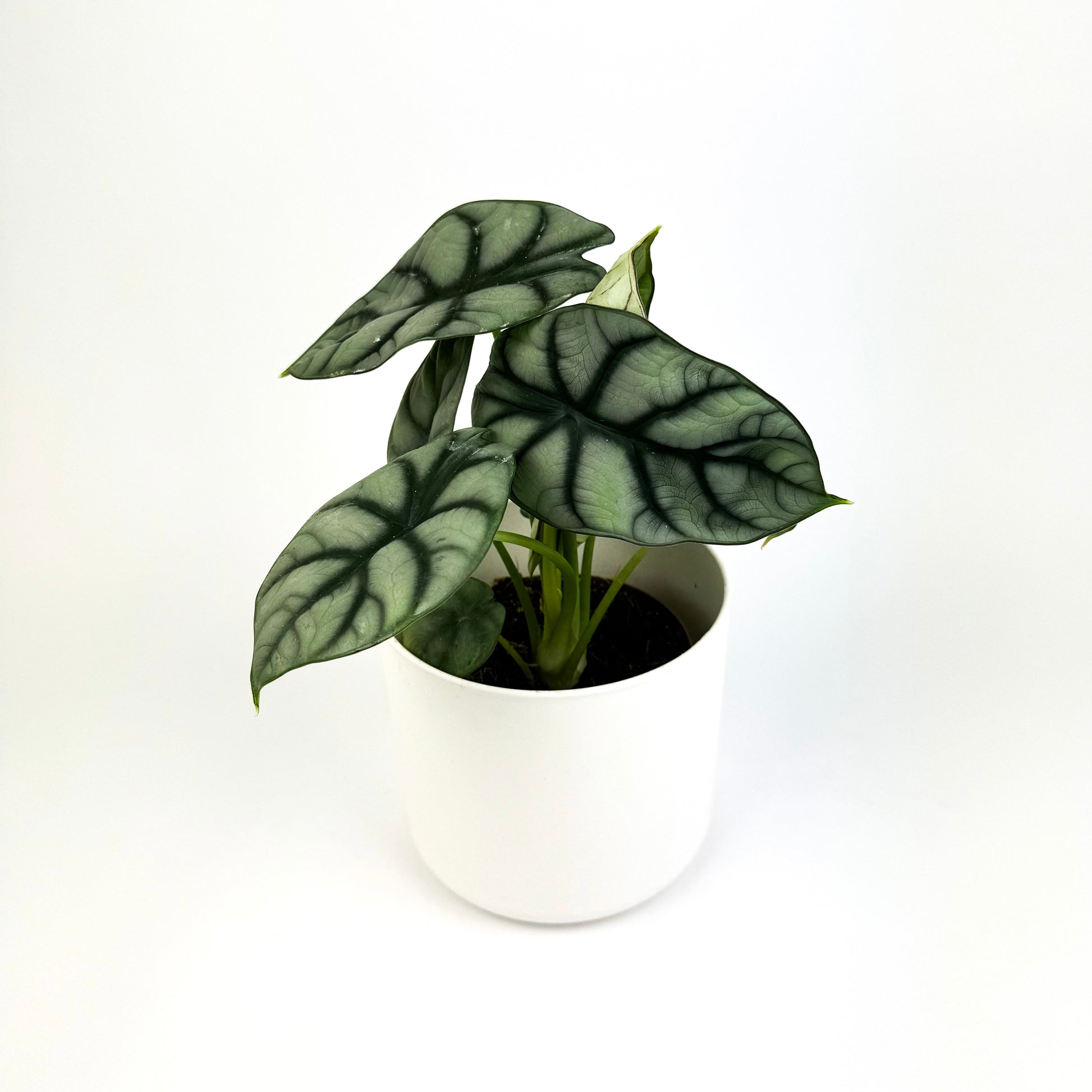 silver dragon house plant Alocasia Silver Dragon Houseplant – OH SO Floral