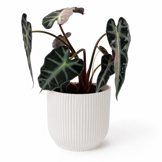 Alocasia Bambino Pink Variegated 9cm Pot Size Houseplant