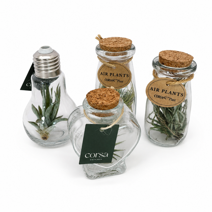 Tillandsia Glass Jar Mix 5cm Houseplant