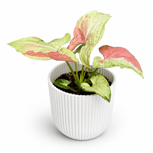Syngonium Strawberry Milk 6cm Houseplant