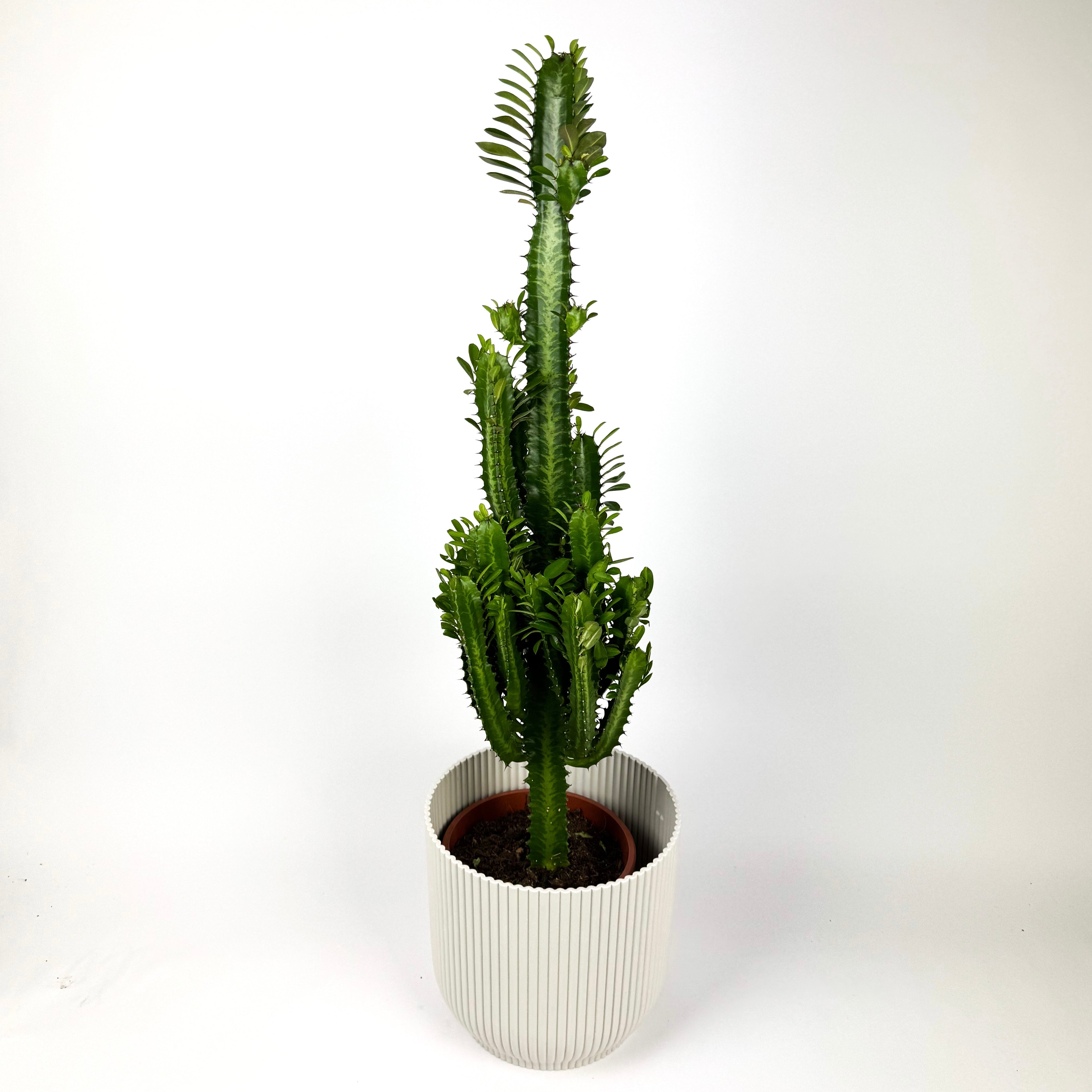 Large Green Trigonia Houseplant