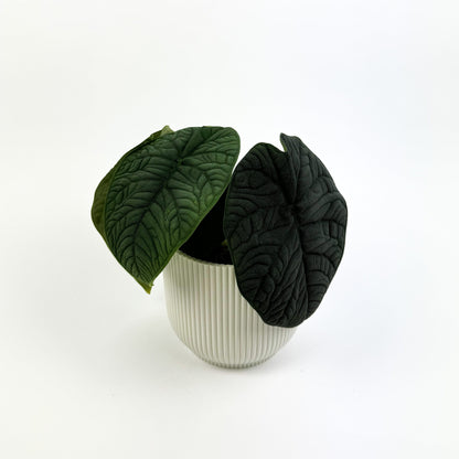 Alocasia Reptile Houseplant