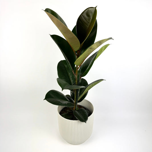 Large Rubber Robusta Houseplant