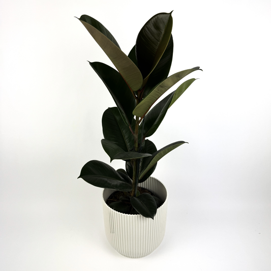 Large Rubber Abidjan Houseplant