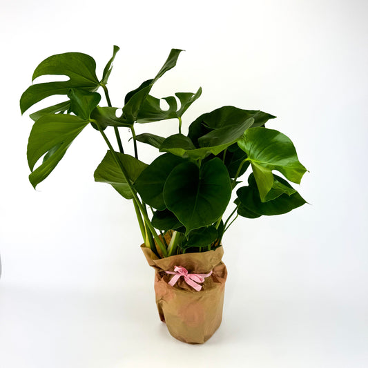 Large Monstera Deliciosa Houseplant