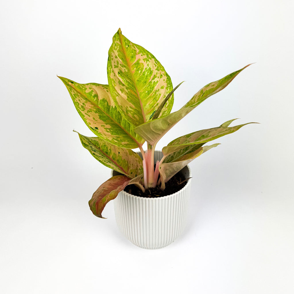 Aglaonema Pastella 12cm Houseplant