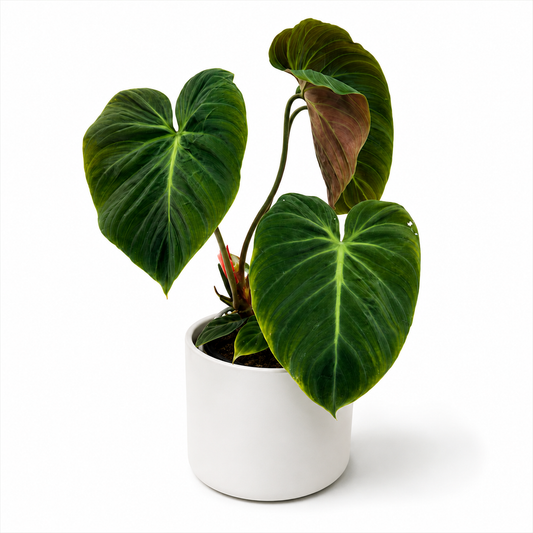 Philodendron El Chocco Red Houseplant