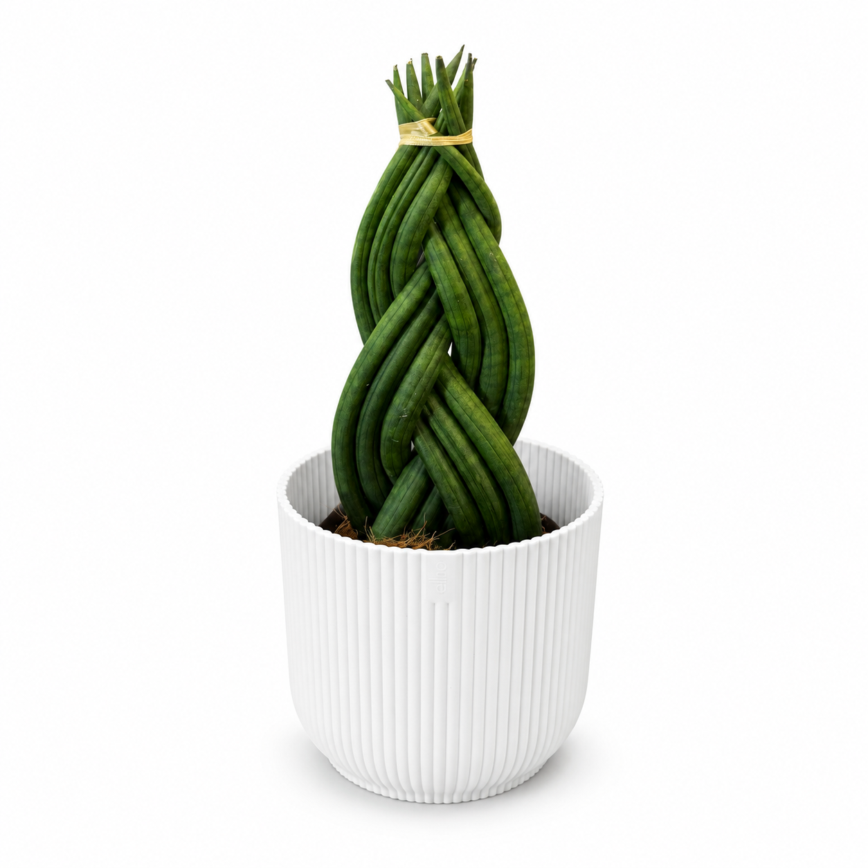 Sansevieria Braided 11cm Houseplant Gift