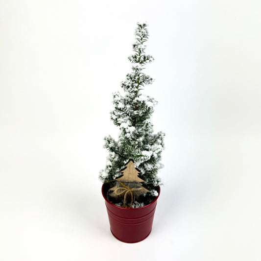 Tree design Frosted Christmas Tree With Pot