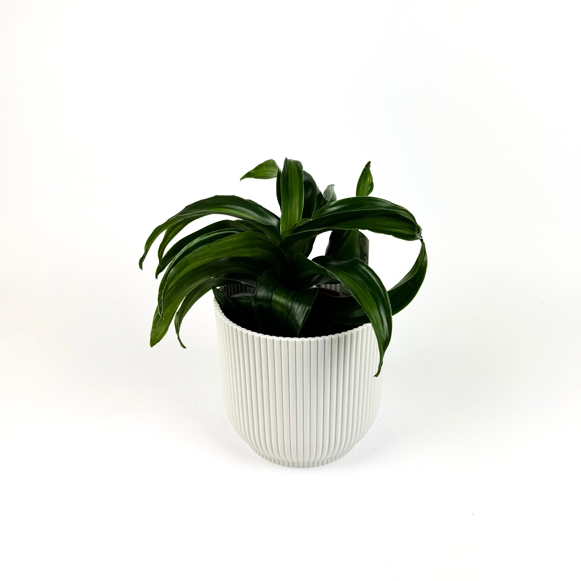 dracaena fragrans kanzi Dracena Black Kanzi Houseplant – OH SO Floral