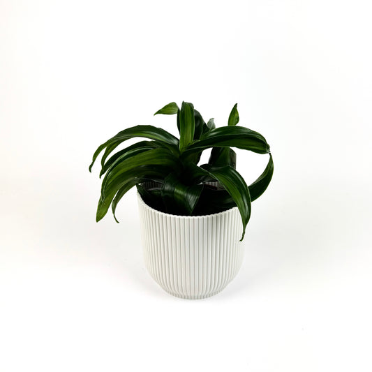 Dracena Black Kanzi Houseplant