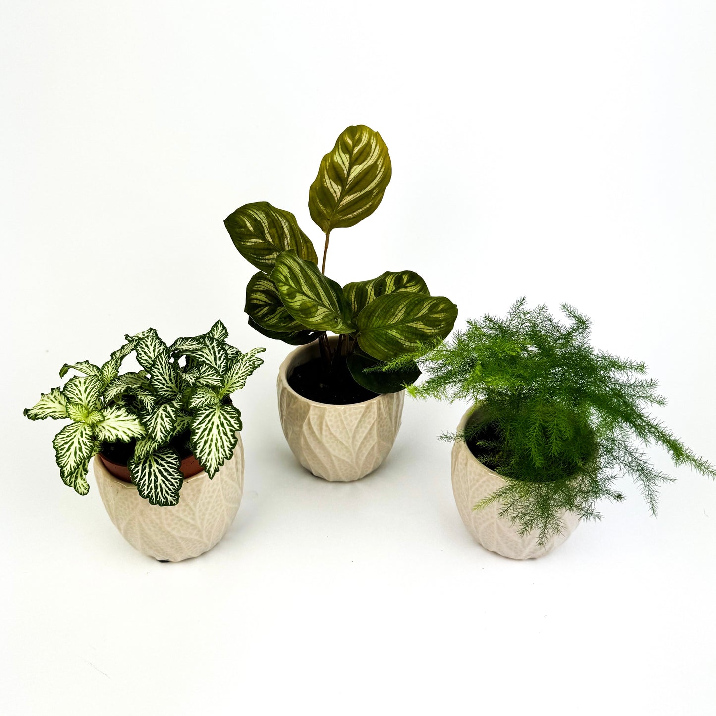 Green Terrarium Friendly Mini Bundle Asparagus, Calathea, Fittonia