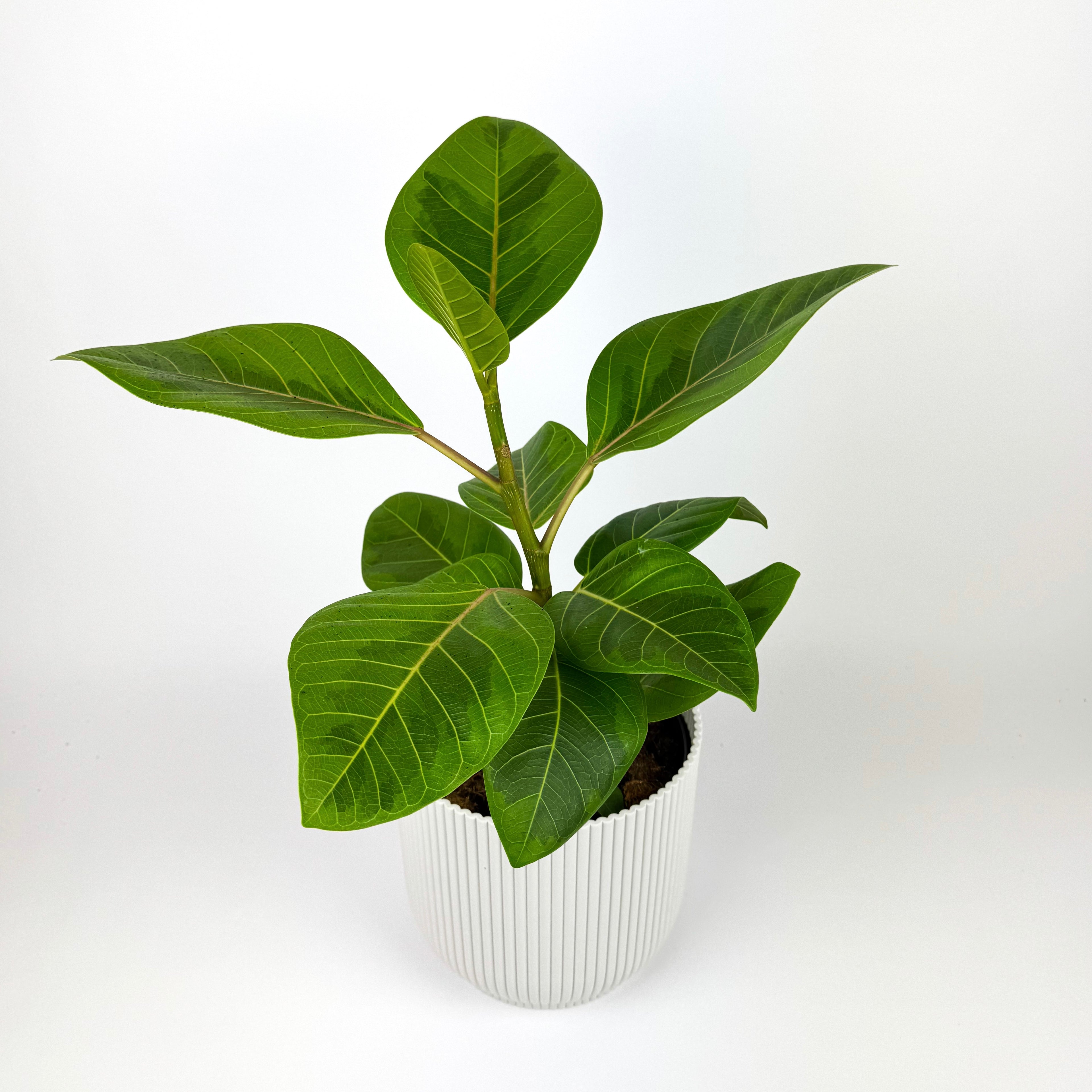 Ficus Altissima Green/Yellow Houseplant