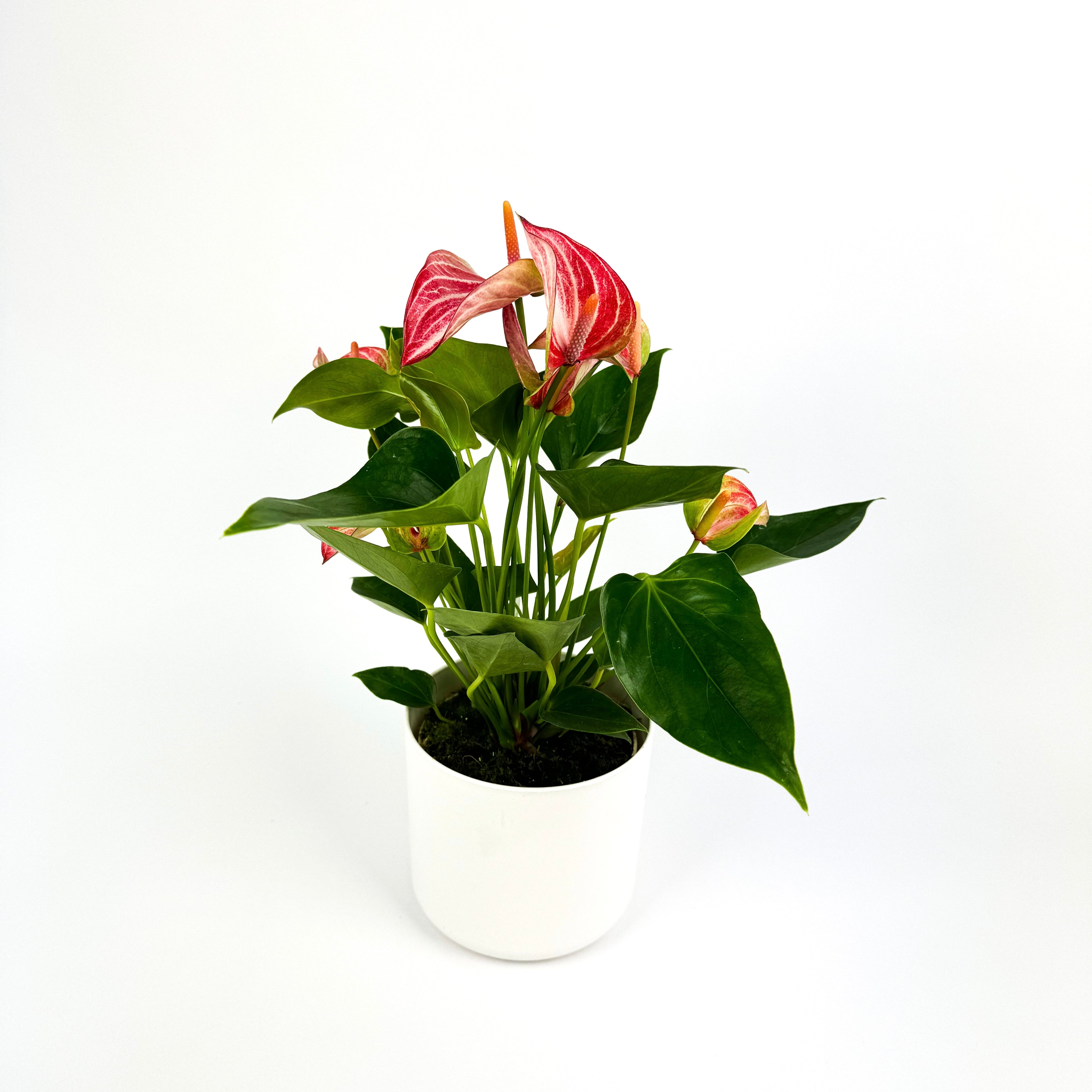 Anthurium Royal Livium Rose/White Houseplant