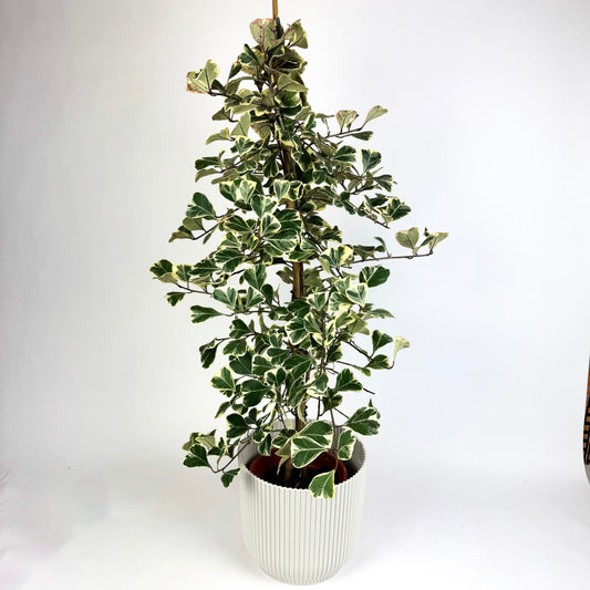 Large Ficus Deltoidea Sweetheart Houseplant