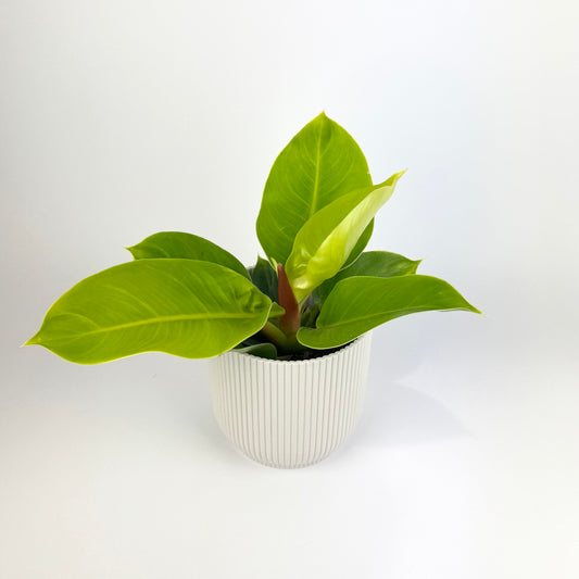 Philodendron Moonlight 12cm Houseplant