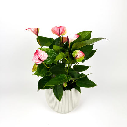 Anthurium Mystique Pink 17cm Houseplant