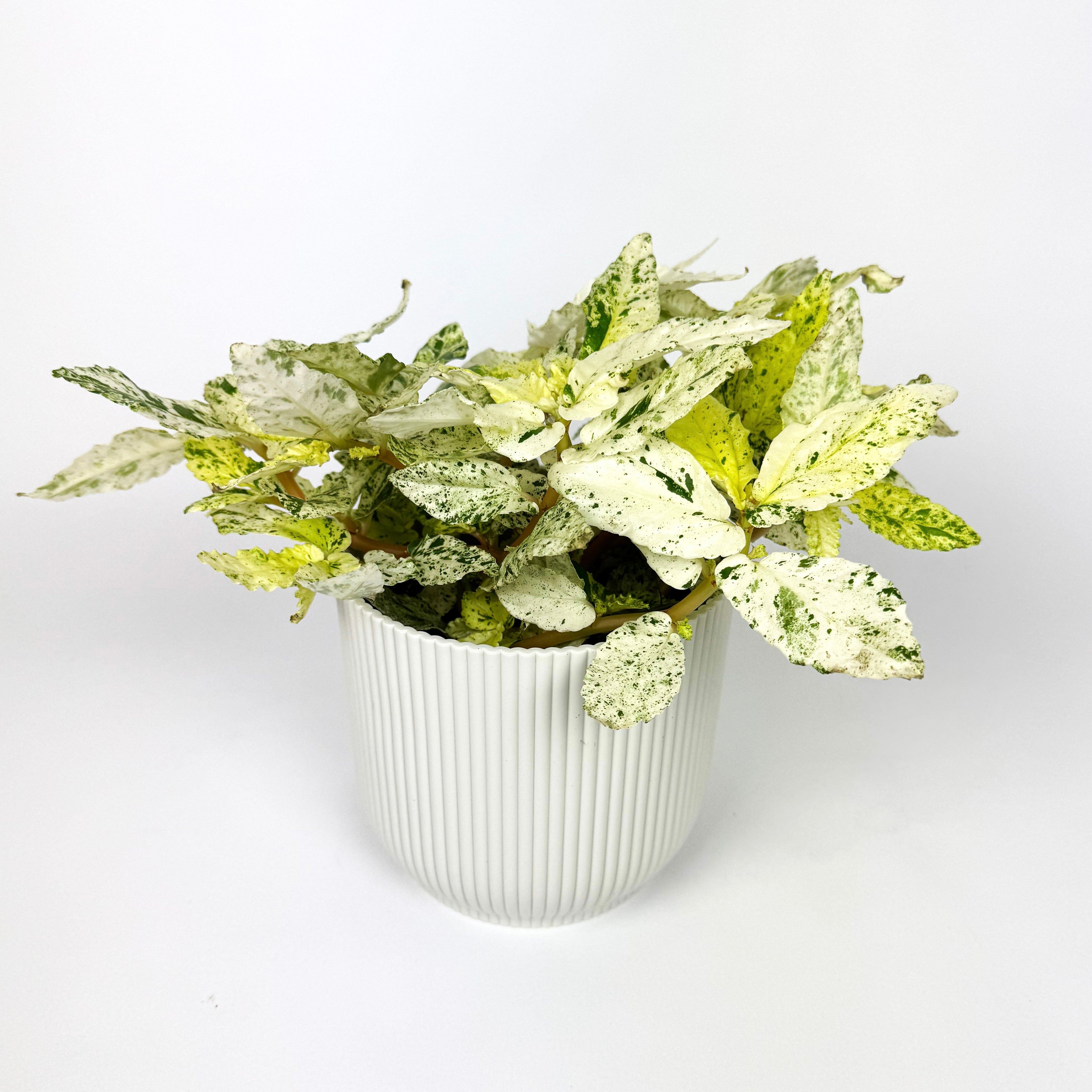 Pellionia Repens Variegata Houseplant