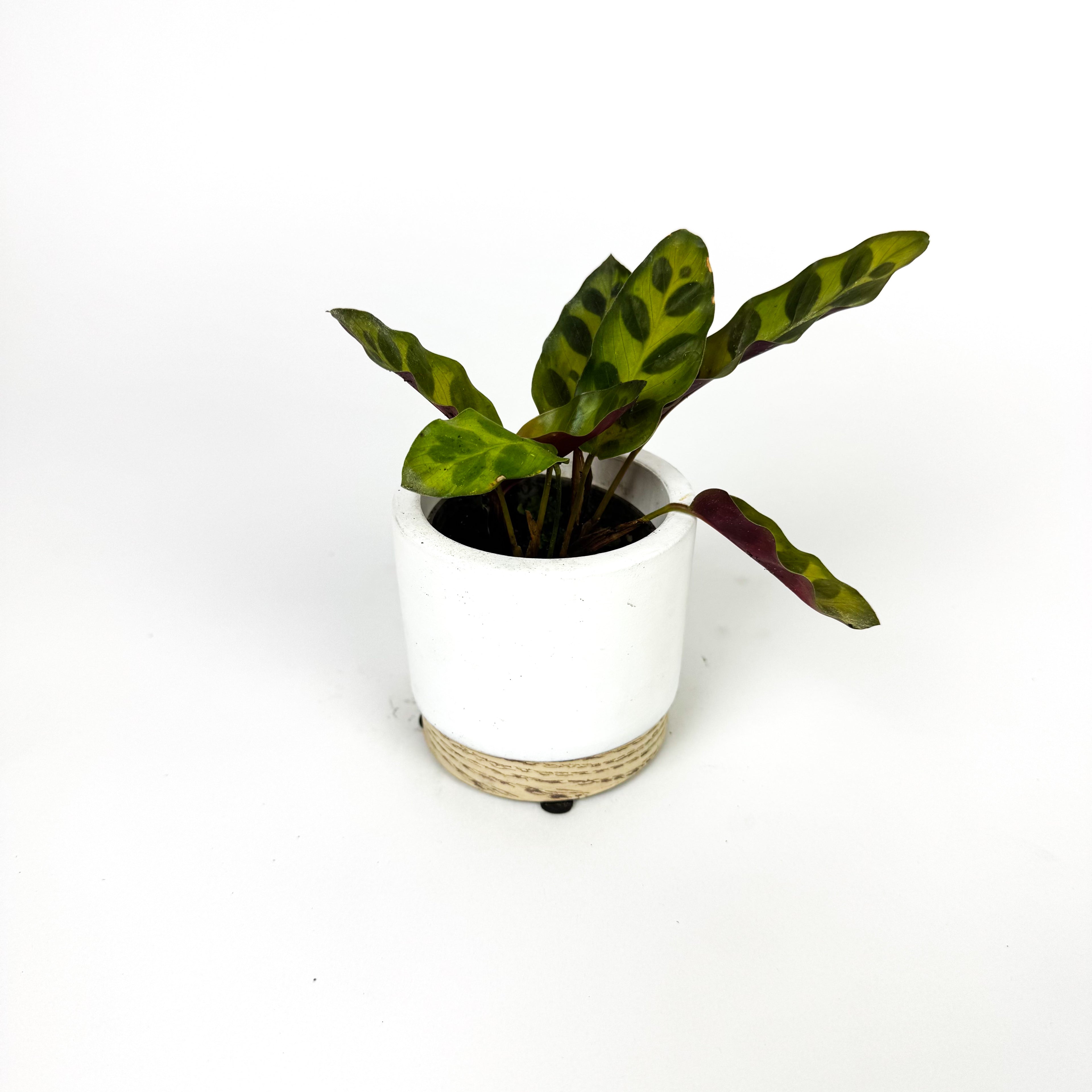 Mini Calathea Lancifolia (Rattlesnake) Houselant