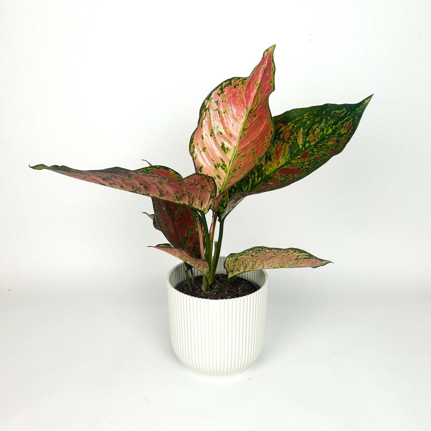 Aglaonema Coral Red Houseplant