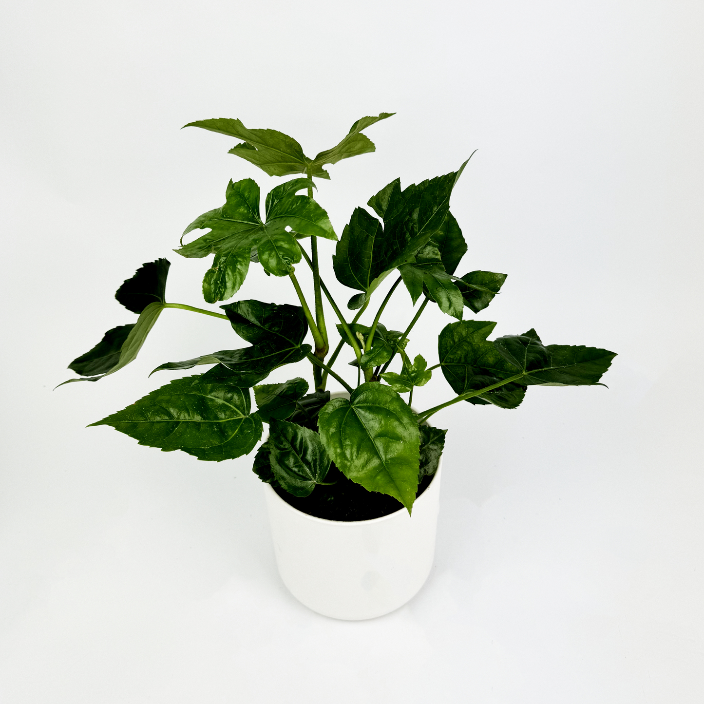 Paper plant Indoor Houseplant