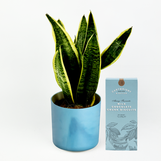 Fathers Day Snake Indoor Houseplant Bundle