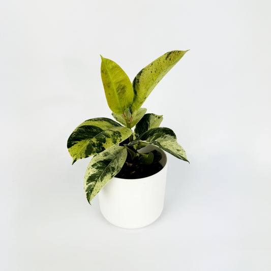 Ficus Shivereana Houseplant