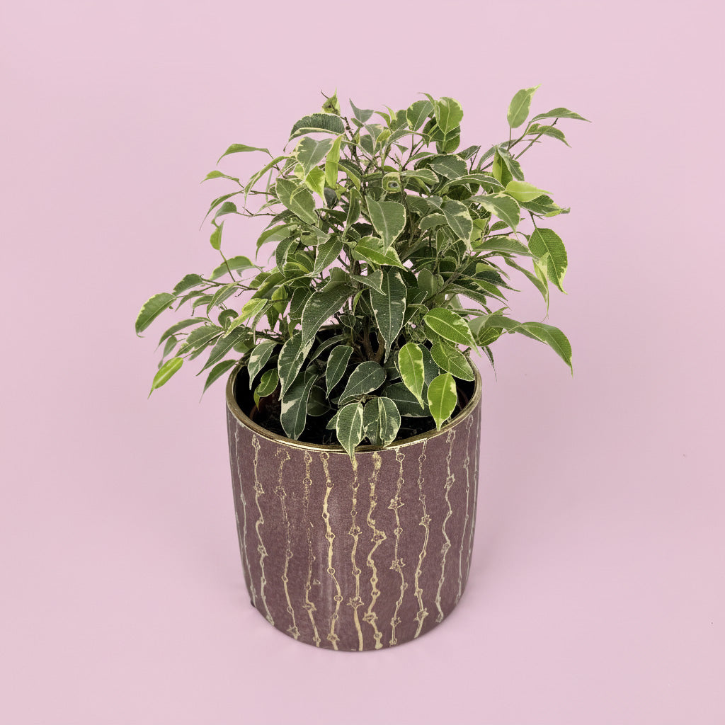 Ficus Kinky Houseplant And Ceramic Pot Gift Set