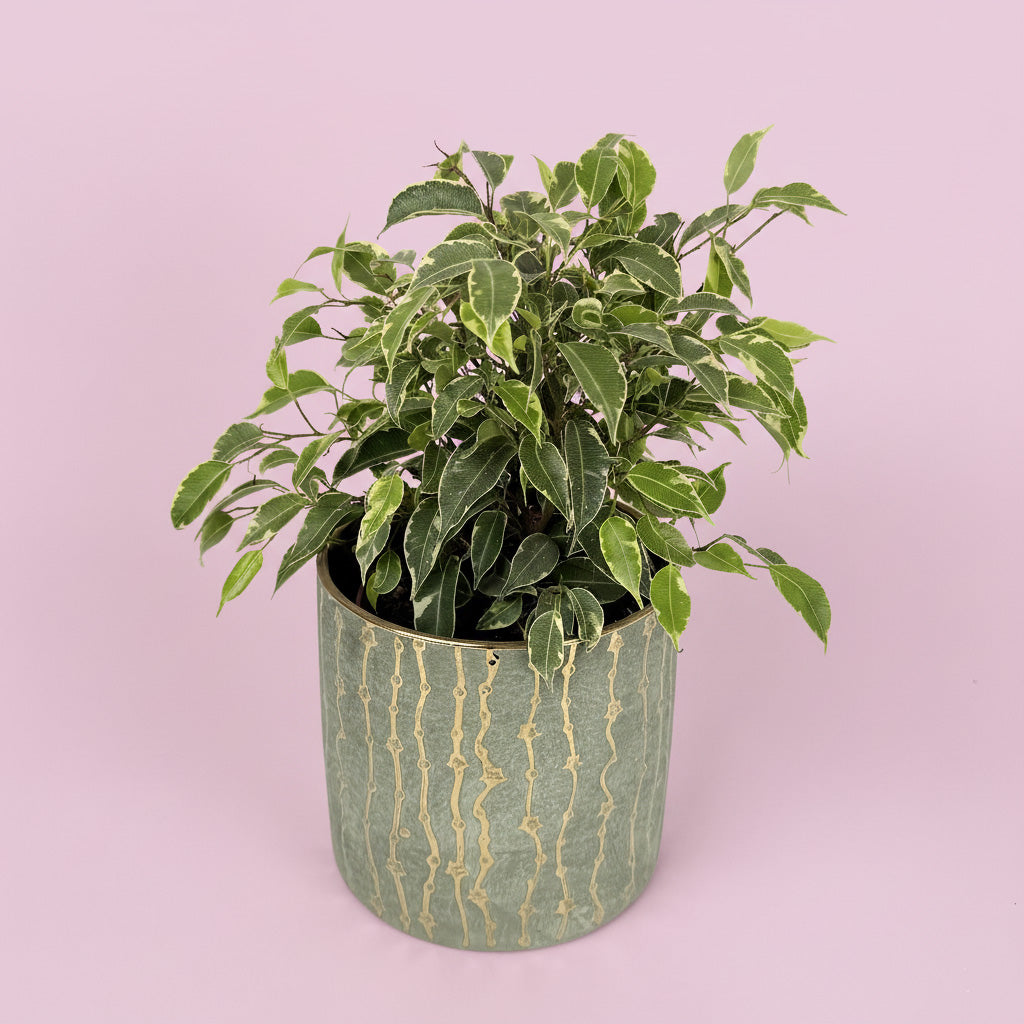 Ficus Kinky Houseplant And Ceramic Pot Gift Set