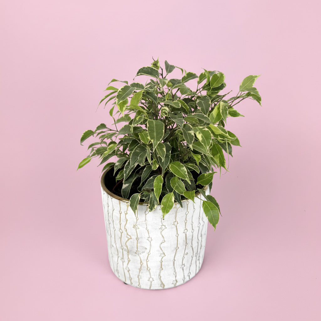 Ficus Kinky Houseplant And Ceramic Pot Gift Set