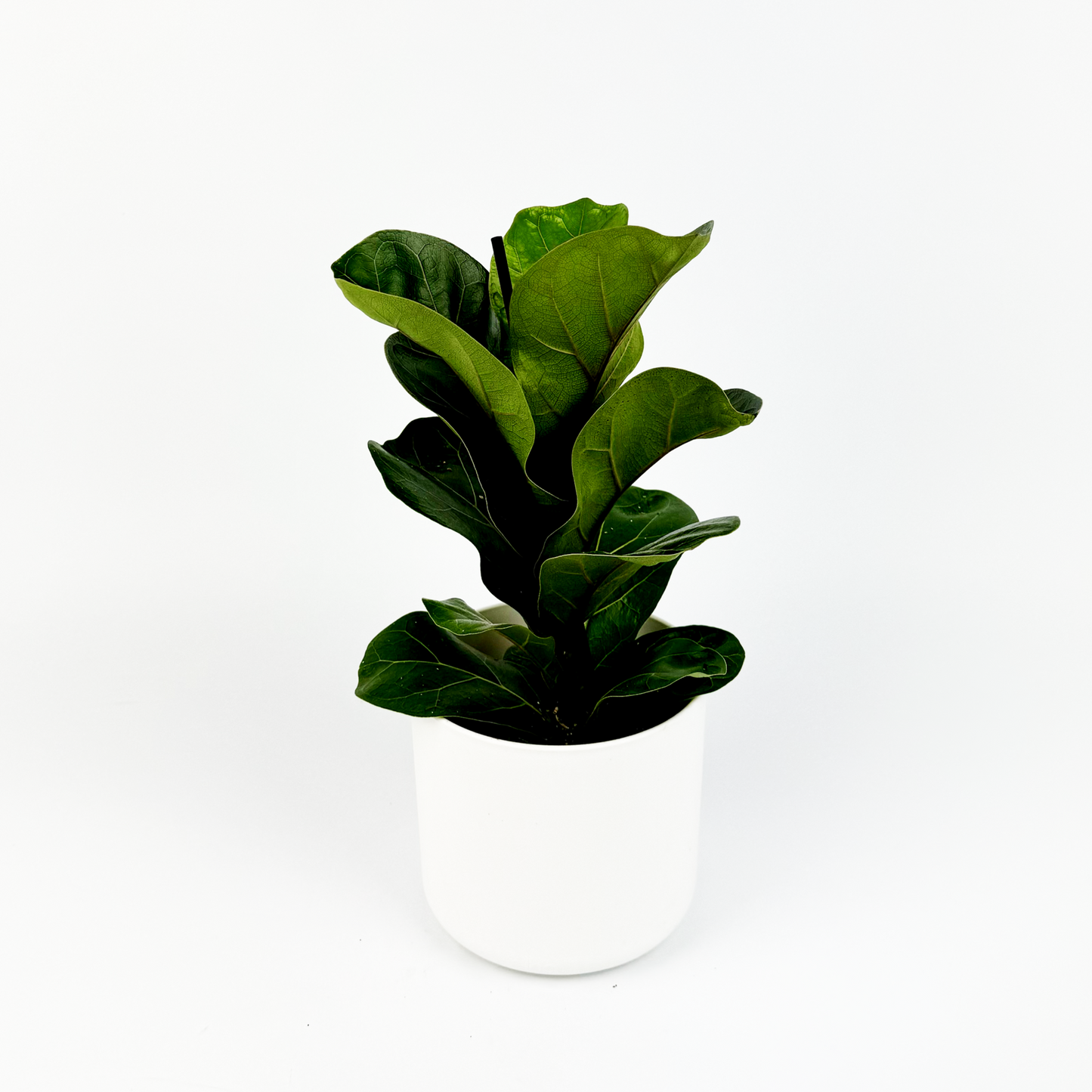 Ficus Lyrata Bambino Indoor Houseplant