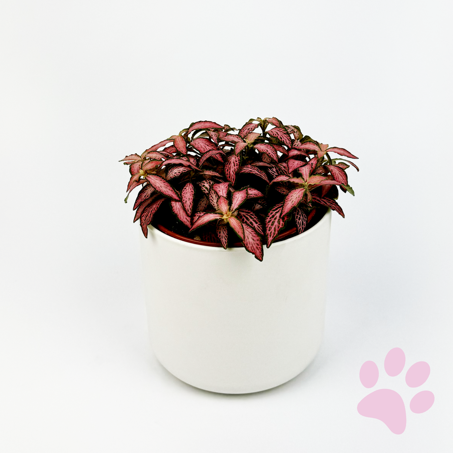 Fittonia Mosaic Pink Forest Flame Indoor Houseplant