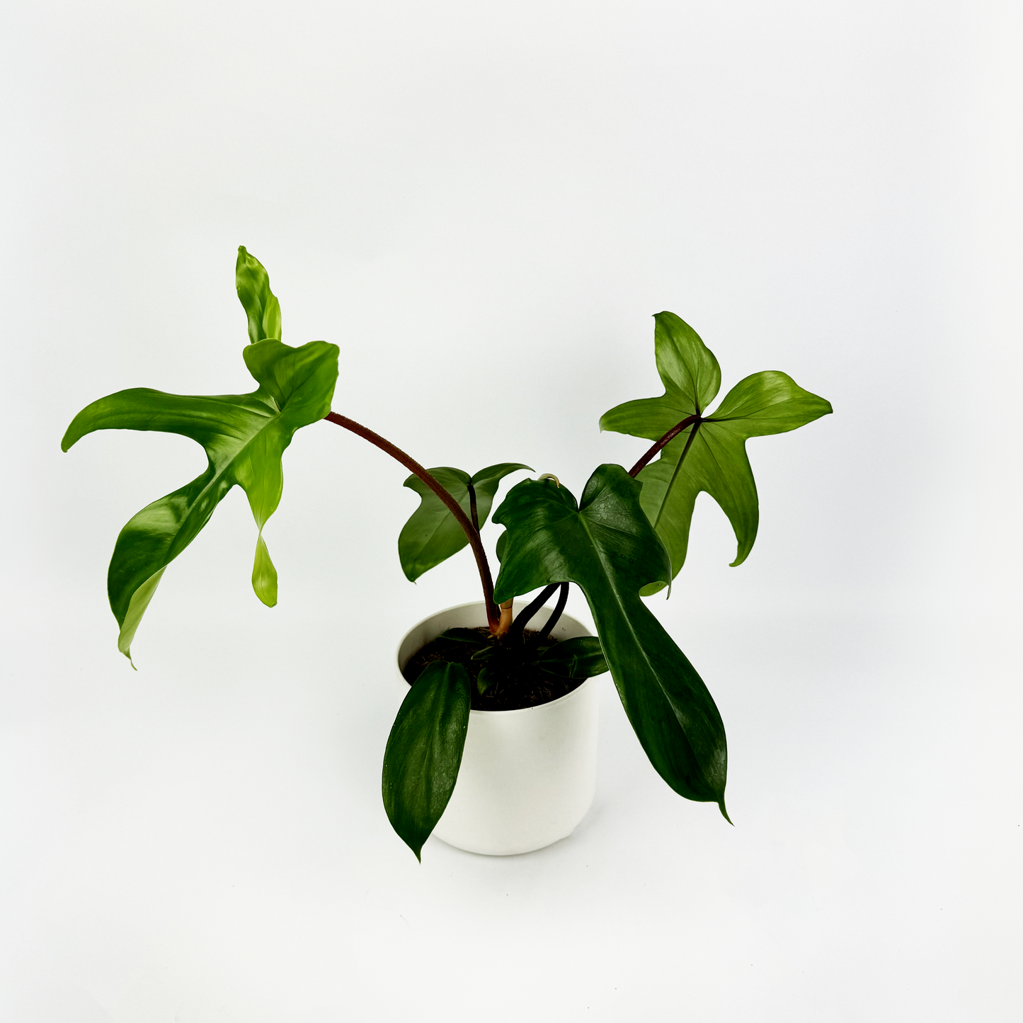 Philodendron Florida Green Indoor Houseplant