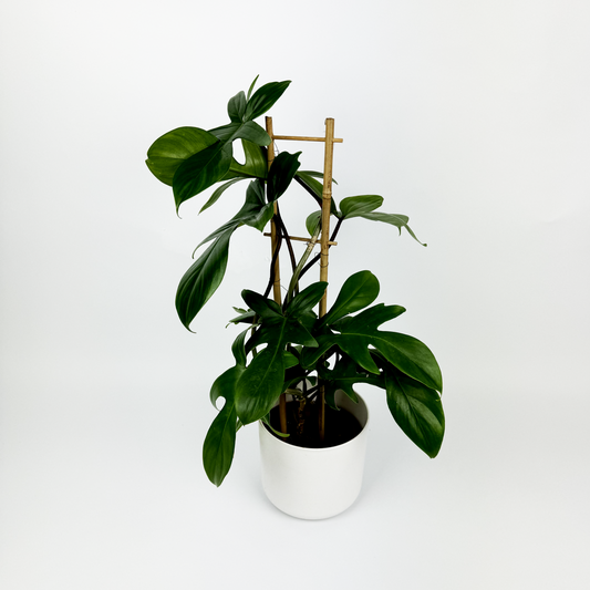 Philodendron Florida Green Climbing Indoor Houseplant