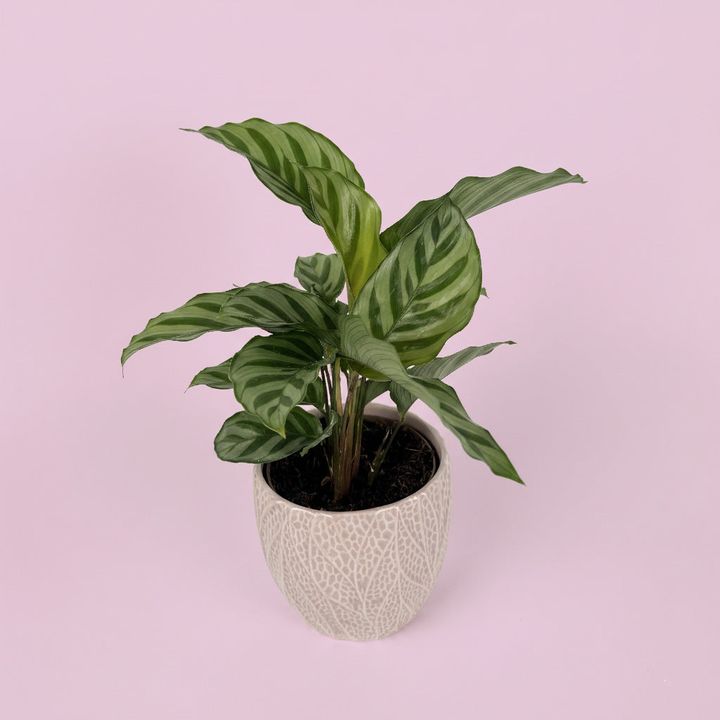 Calathea Houseplant And Pink Leaf Ceramic Pot Gift Set