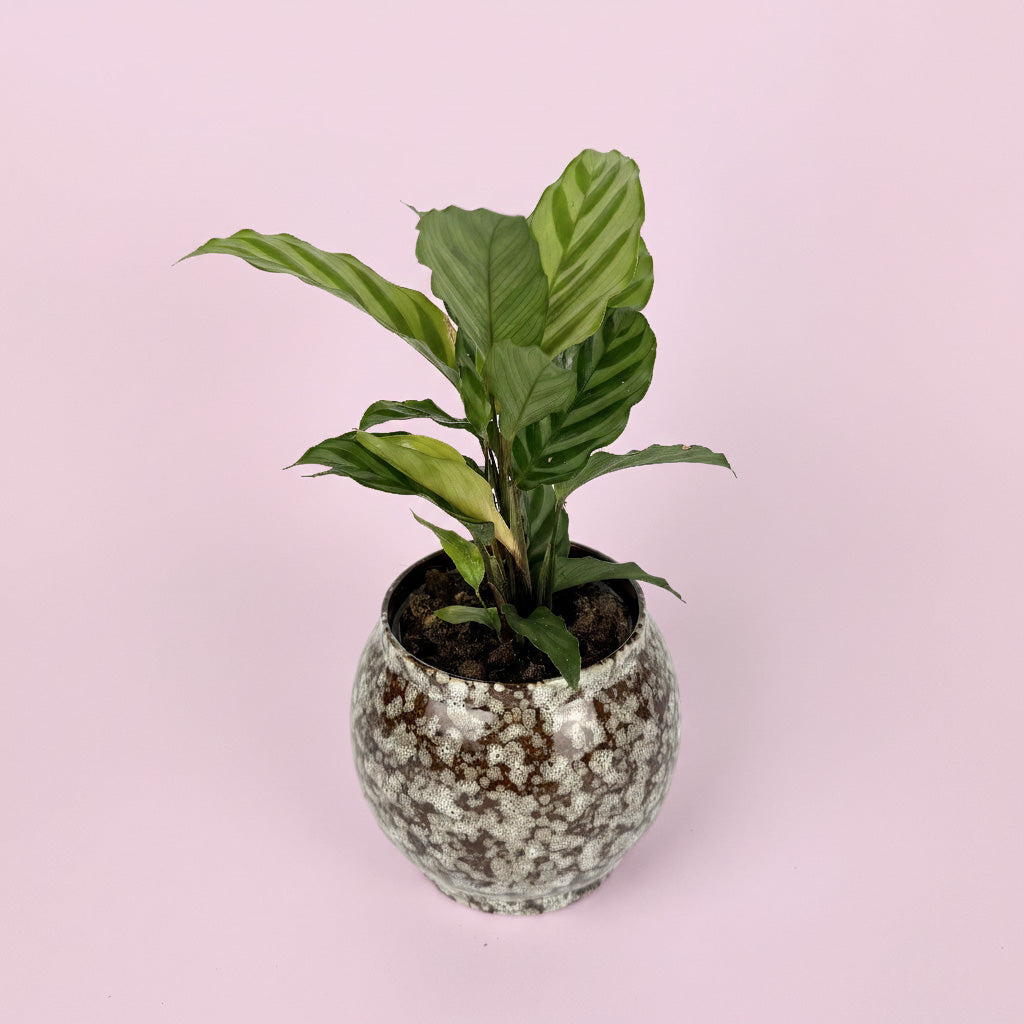 Calathea Houseplant And Safari Ceramic Pot Gift Set