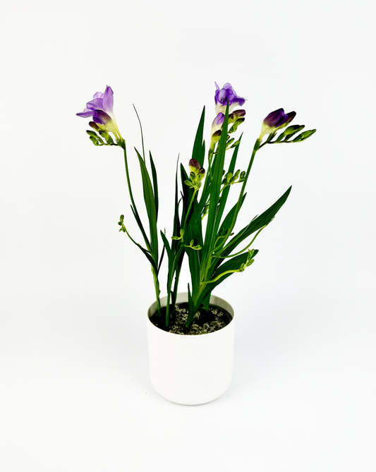 Purple Freesia Plant