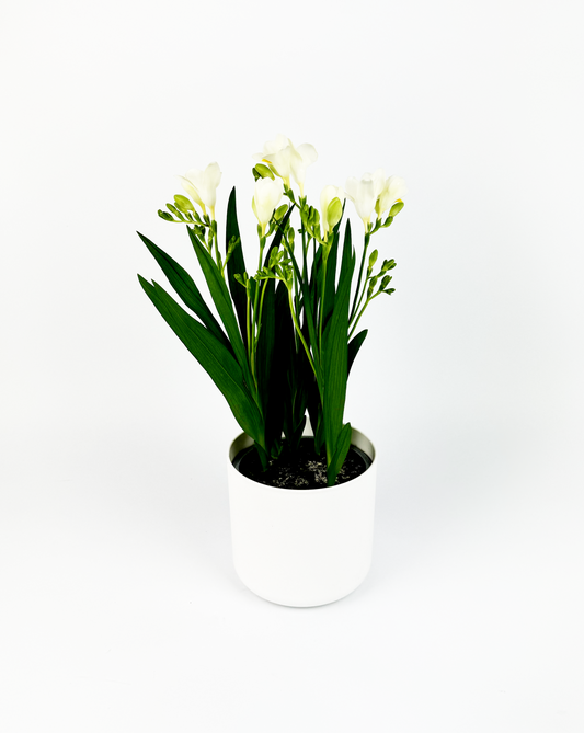 White Freesia Plant