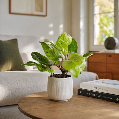 Philodendron Fresh Aurea 14cm Houseplant