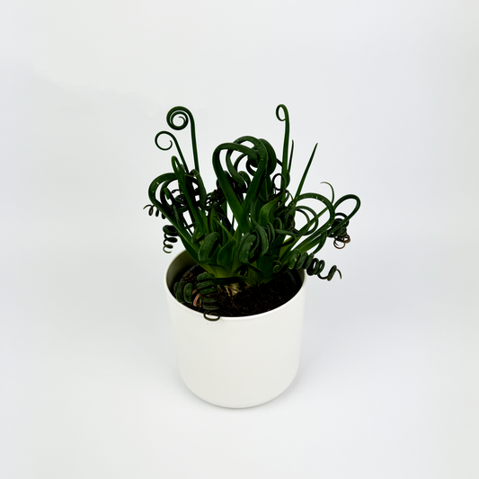 Frizzle Sizzle Indoor Houseplant