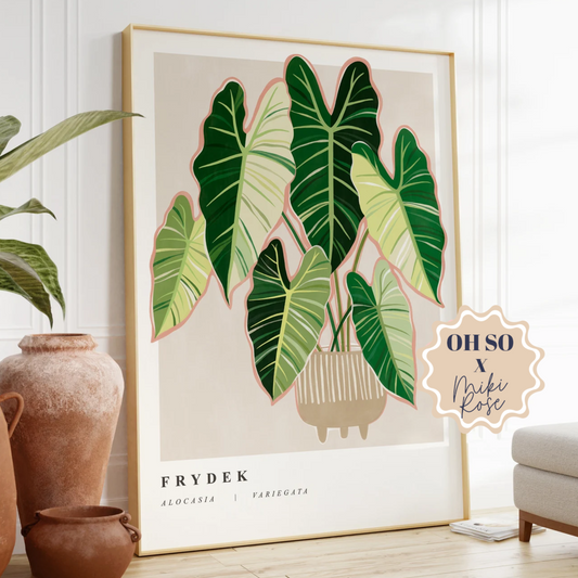 Alocasia Frydeck Variegated Print