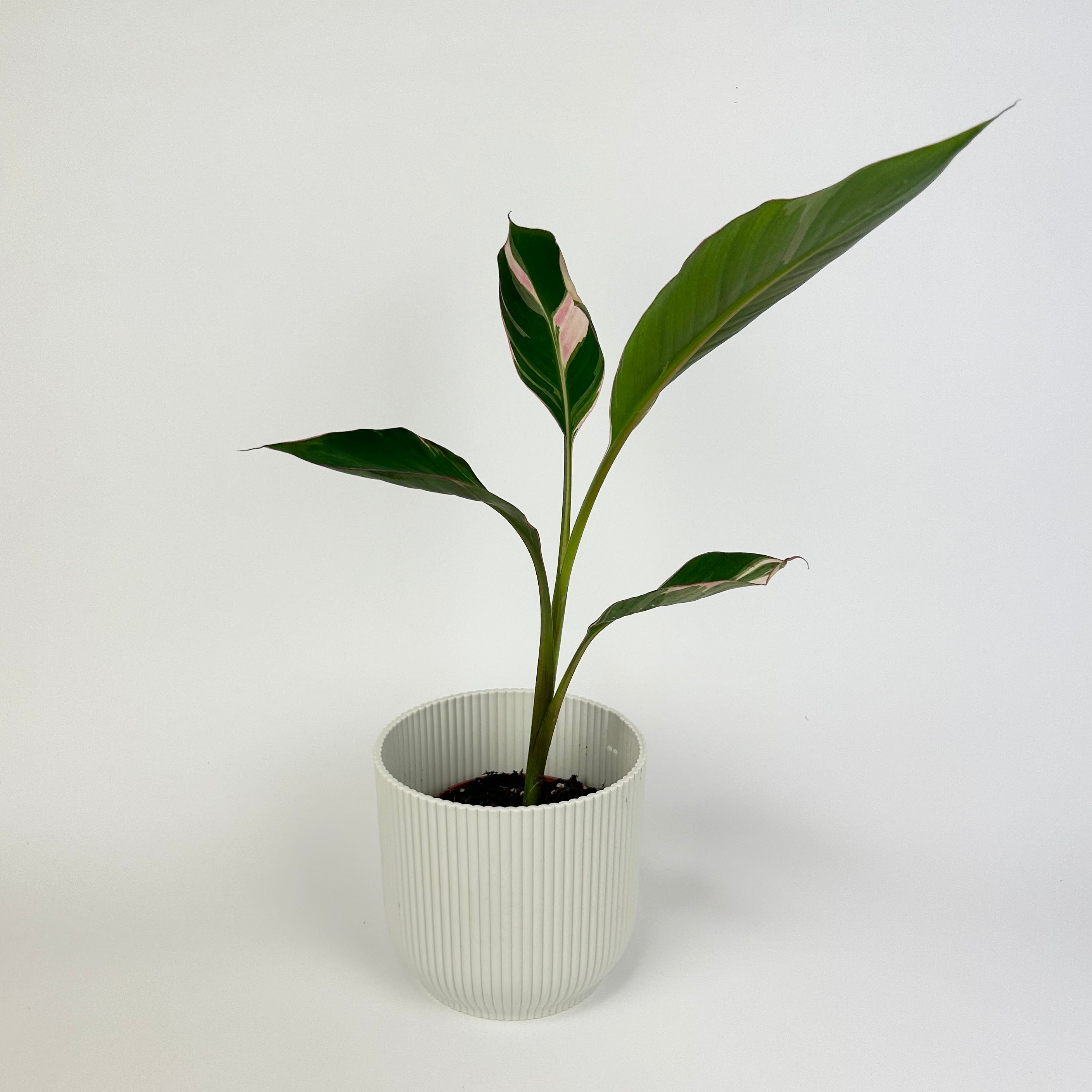 Musa Nono Variegated Pink 10.5cm Houseplant