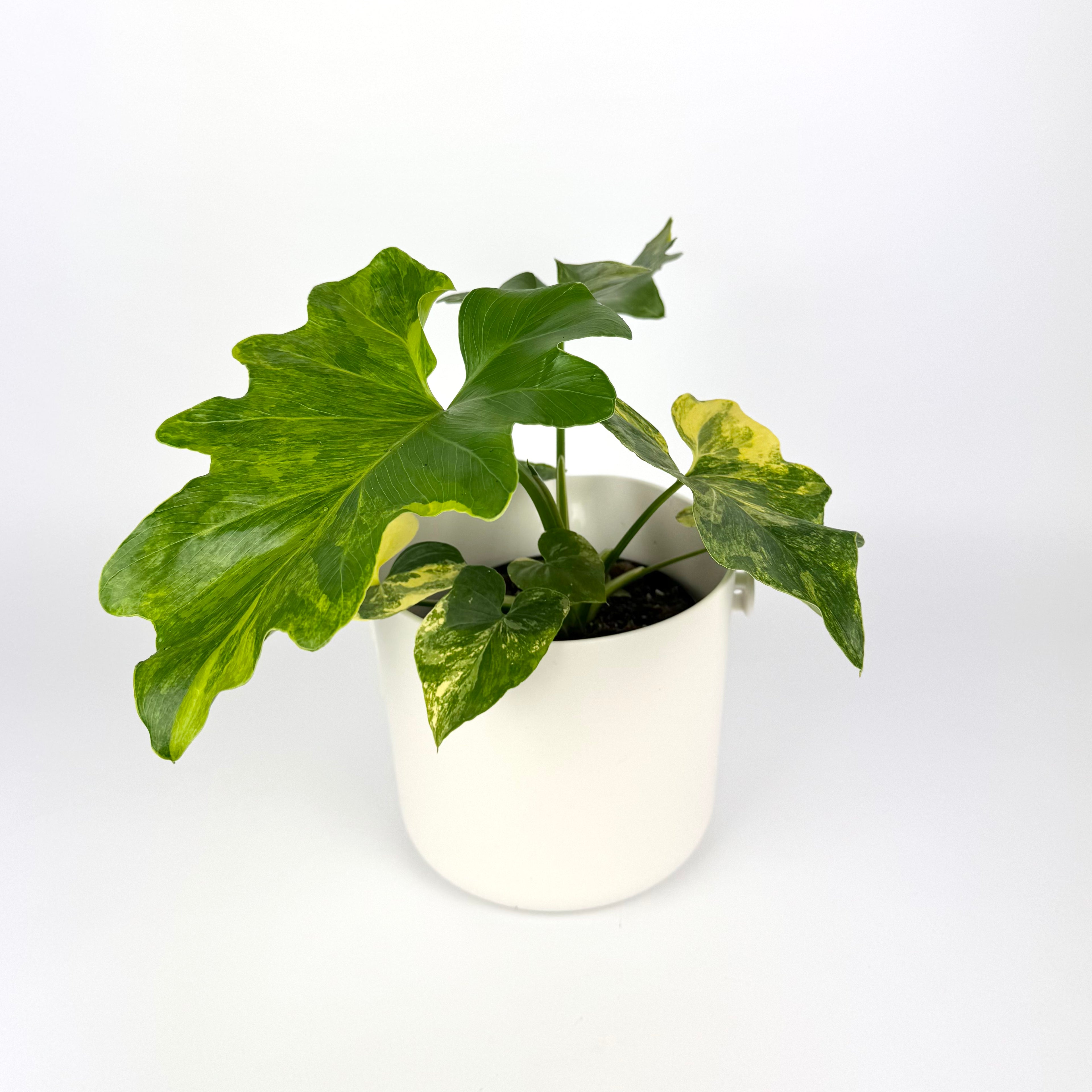 Philodendron Bipinnatifidum Variegata 12cm Pot size Houseplant