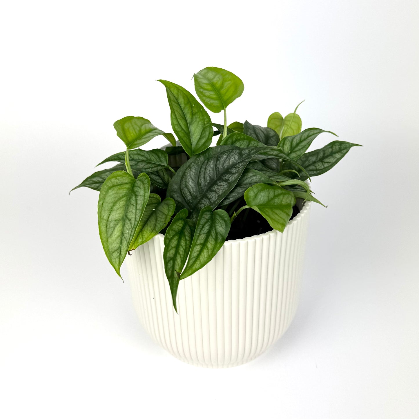 Monstera Siltepecana 12cm Pot Size Houseplant