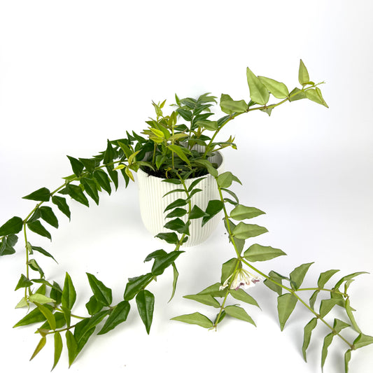 Hoya Bella Groen 12cm Pot Size Houseplant