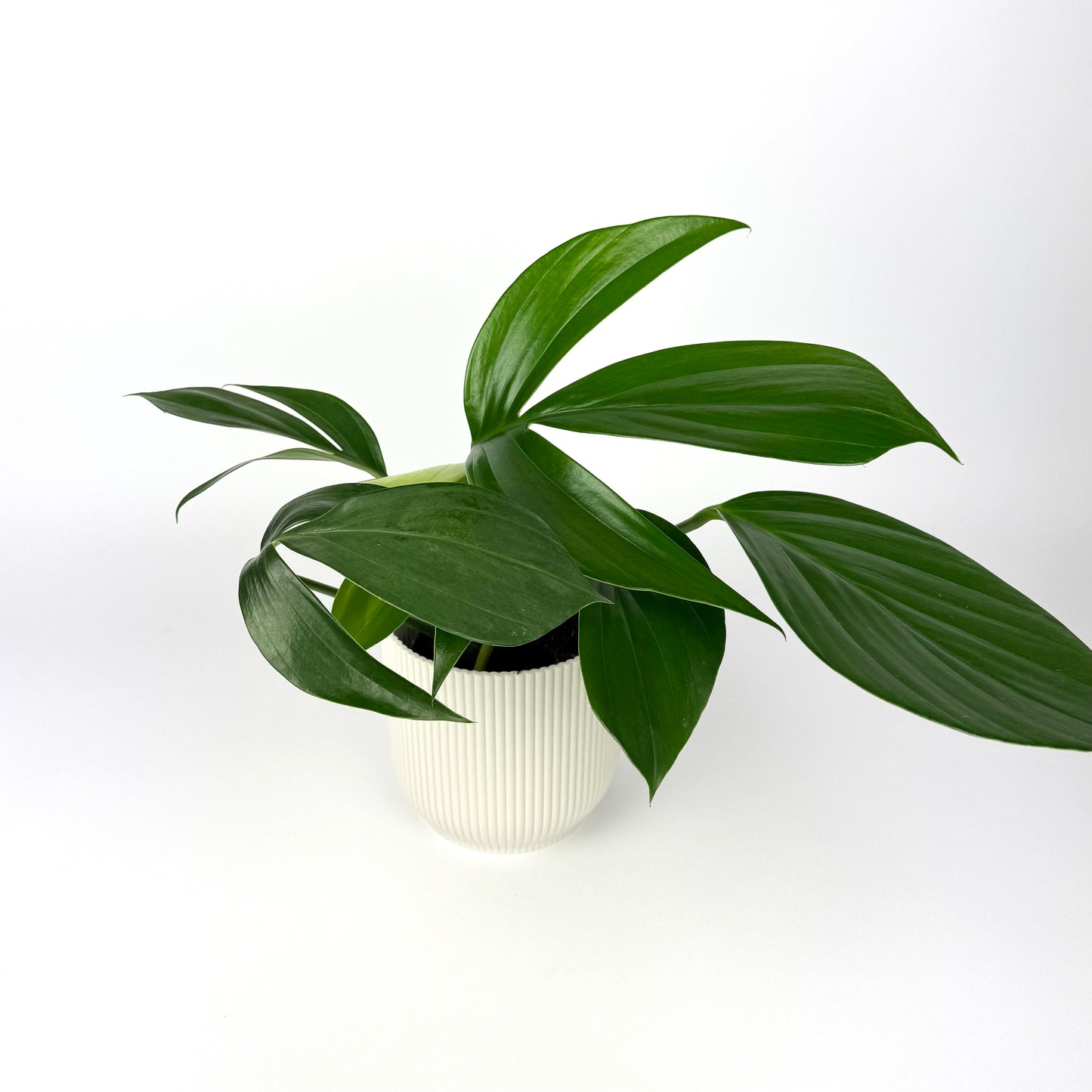 Philodendron Dragon Tail 12cm Pot size Houseplant