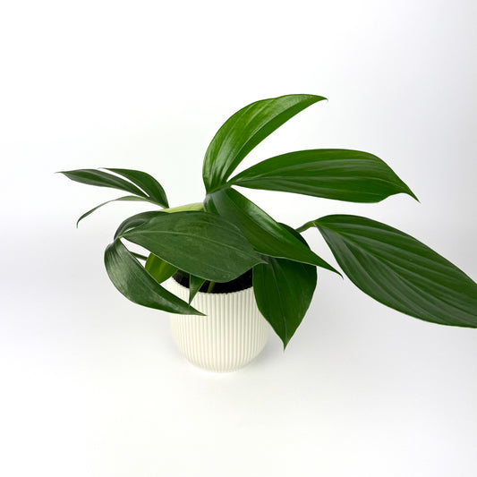 Philodendron Dragon Tail 12cm Pot size Houseplant