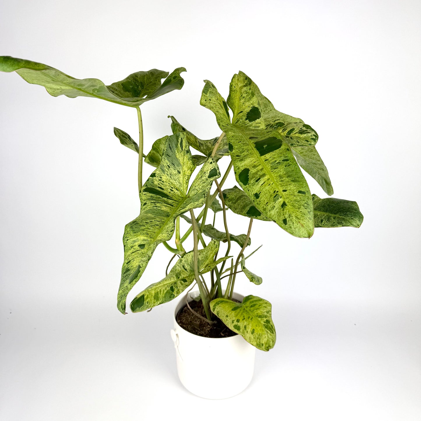 Large Philodendron Paraiso Verde 17cm Pot Size Housplant