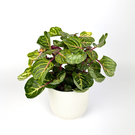 Iresine Funny Gold 13cm Pot Size Houseplant